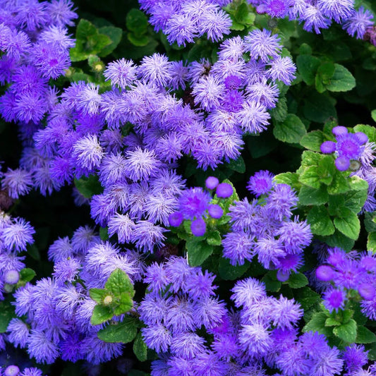 Ageratum Blue