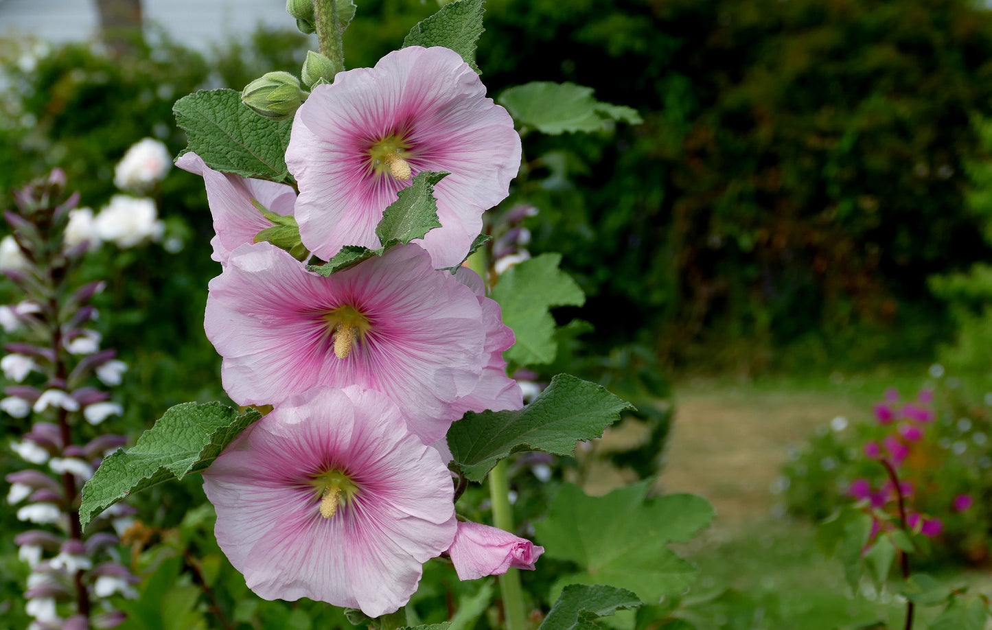 Marsh Mallow