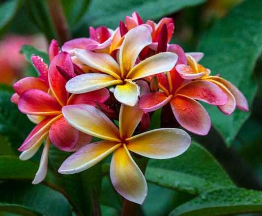 Plumeria rubra "Aussie Pink"