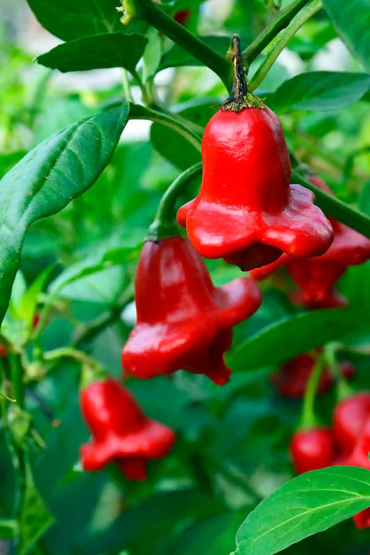 Chilli Pepper 'Bishops crown'