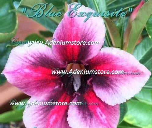 Adenium Obesum Blue Exquisite