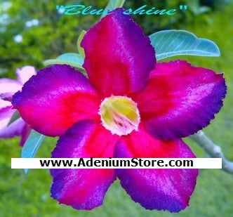 Adenium Obesum Blue Shine