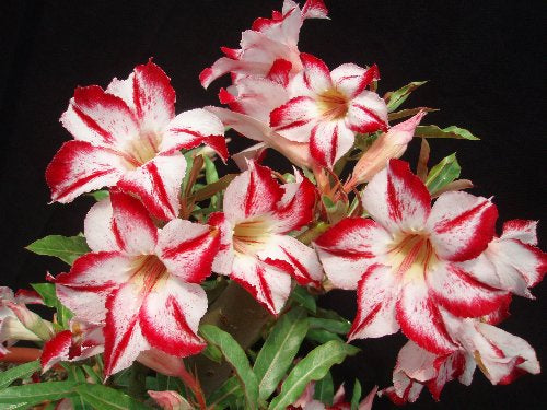 Adenium Obesum Border Gem