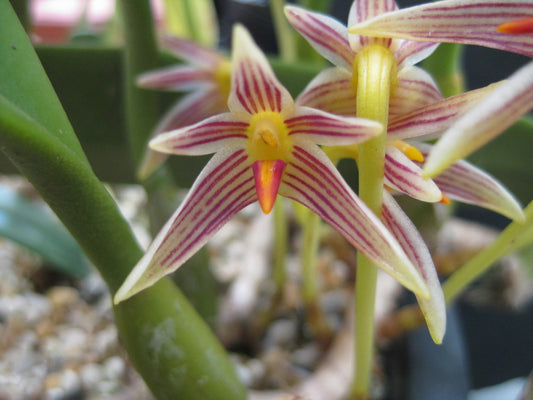 Bulbophyllum affine orchid