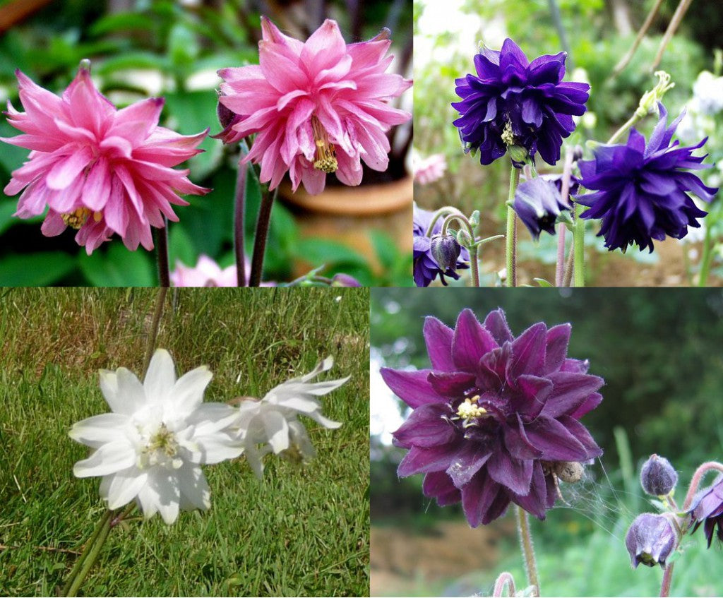 Columbine 'Barlow' Mix