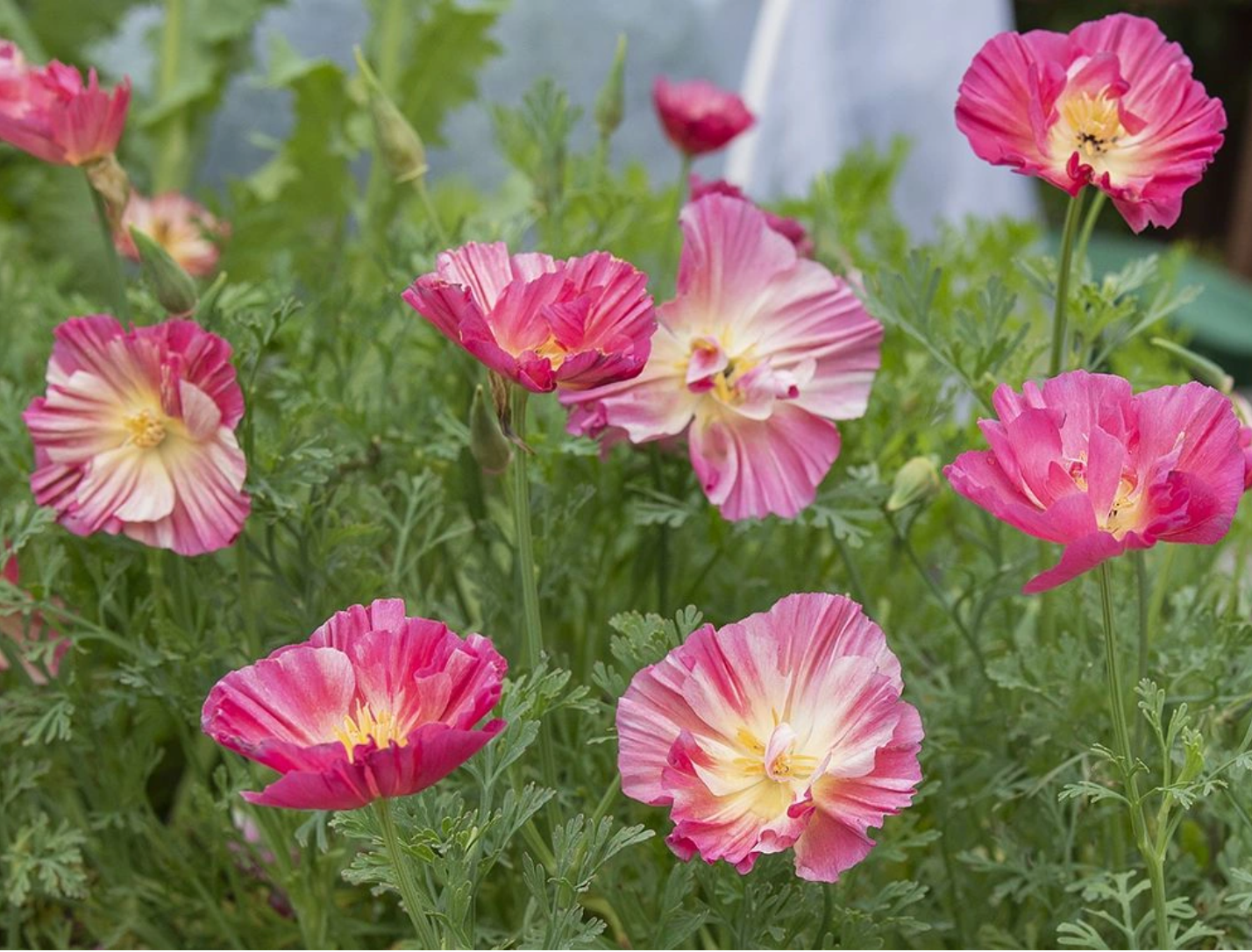 California Poppy - Thai Silk Rose Chiffon