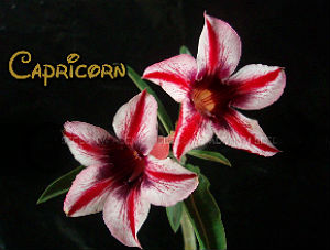 Adenium Obesum Capricorn