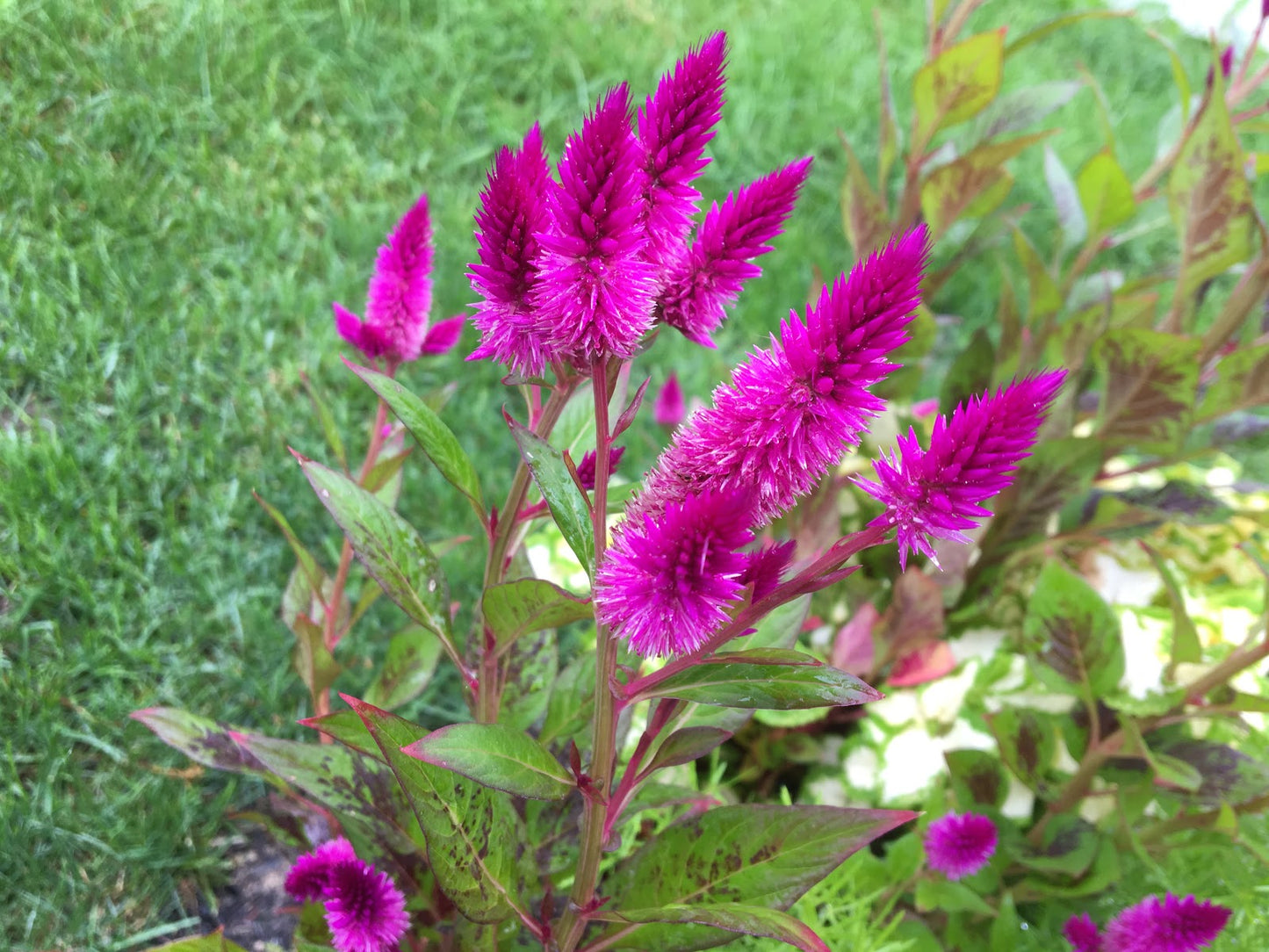 Celosia 'Flamingo feather'