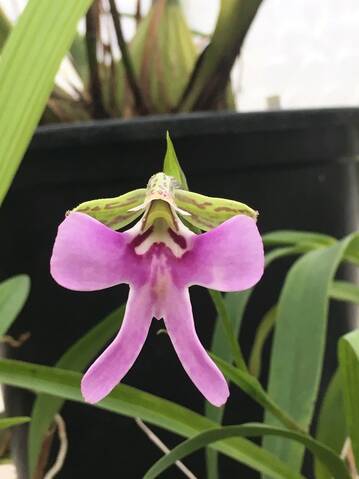 Cynorkis uniflora orchid