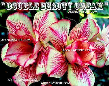 Adenium Obesum Double Beauty Cream