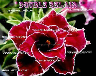 Adenium Obesum Double Bel Air