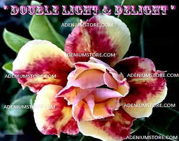 Adenium Obesum Double Light n Delight