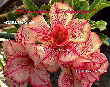 Adenium Obesum Double Skyline