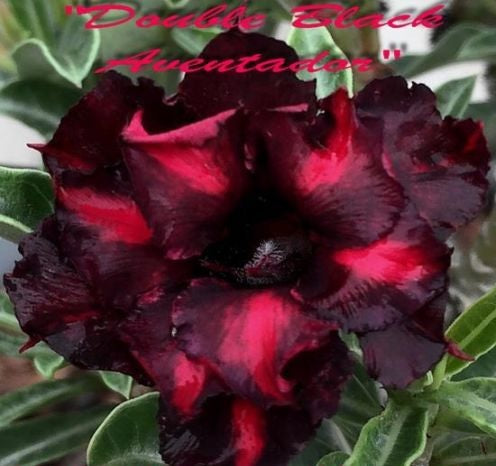 Adenium Obesum Double Black Aventador