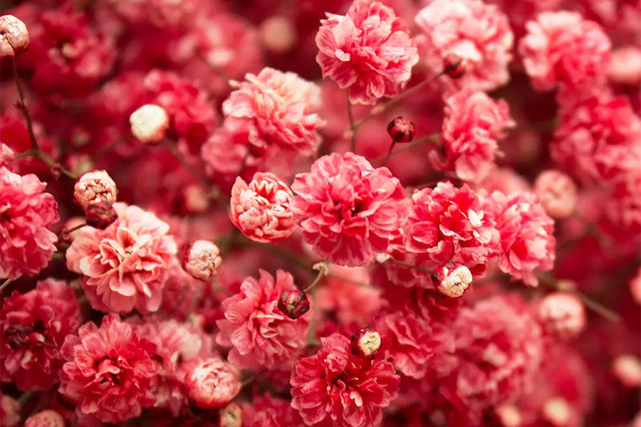 Baby's breath Crimson