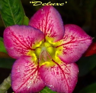 Adenium Obesum Deluxe