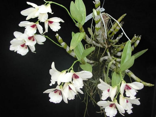 Dendrobium albosanguineum orchid