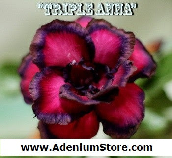 Adenium Obesum Double Anna