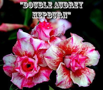 Adenium Obesum Double Audrey Hepburn