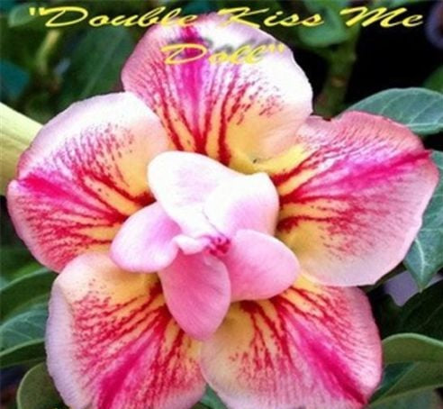 Adenium Obesum Double Kiss Me Doll