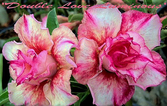 Adenium Obesum Double Love Luminous