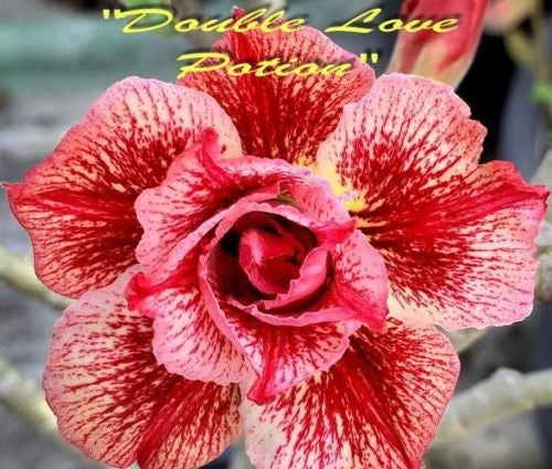 Adenium Obesum Double Love Potion