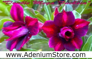 Adenium Obesum Double Mega Fuschia