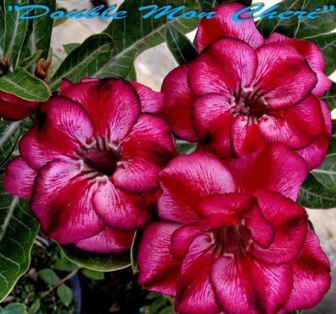 Adenium Obesum Double Mon Cher