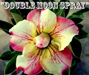 Adenium Obesum Double Moon Spray