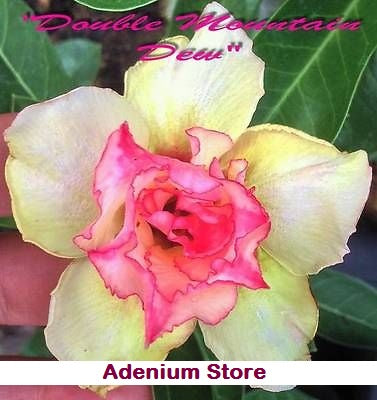 Adenium Obesum Double Mountain Dew