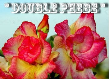 Adenium Obesum Double Pheobex