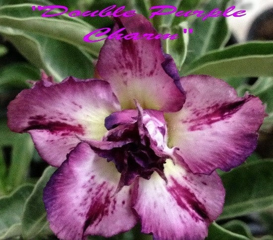 Adenium Obesum Double Purple Charms 2