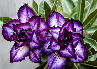 Adenium Obesum Double Purple Charms 1