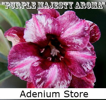 Adenium Obesum Double Purple Majesty