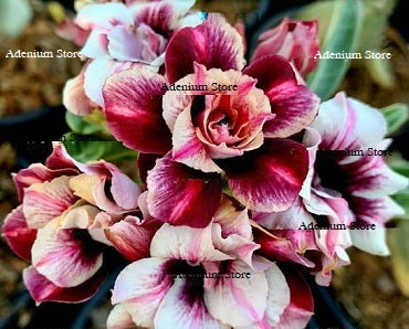 Adenium Obesum Double Secret Bloom