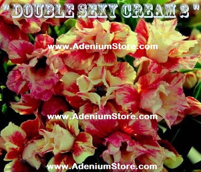 Adenium Obesum Double Sexy Cream 2