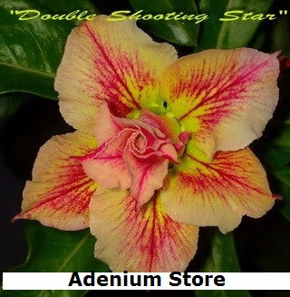 Adenium Obesum Double Shooting Stars