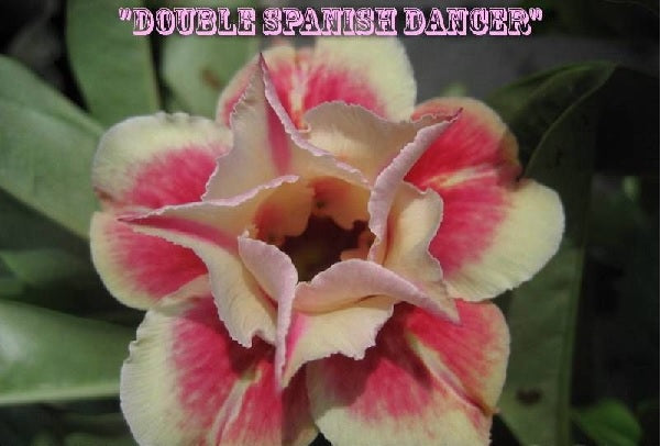 Adenium Obesum Double Spanish Dancer