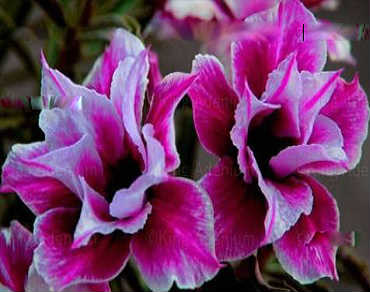 Adenium Obesum Double Sparkling Magenta