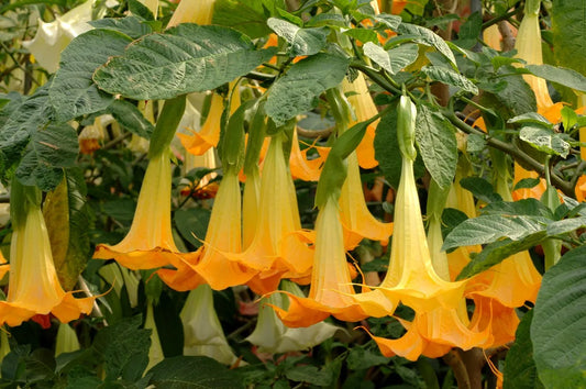 Angel's Trumpet - double orange