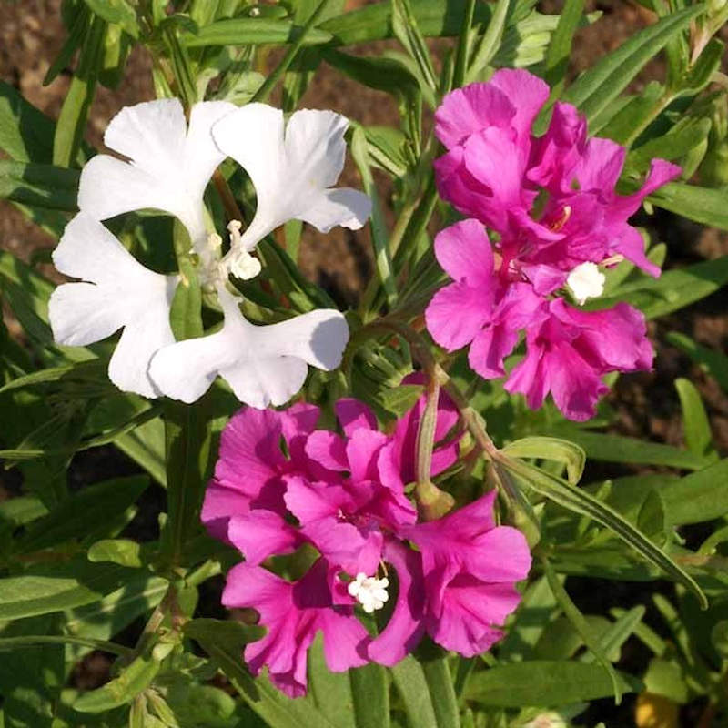 Clarkia 'Pinkfairies Arianne' mix