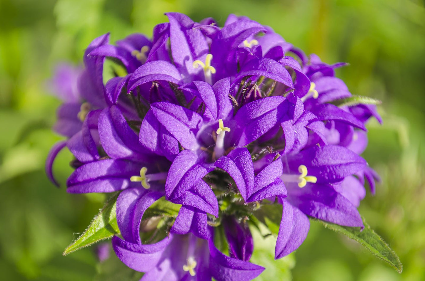 Clustered Bellflower Purple