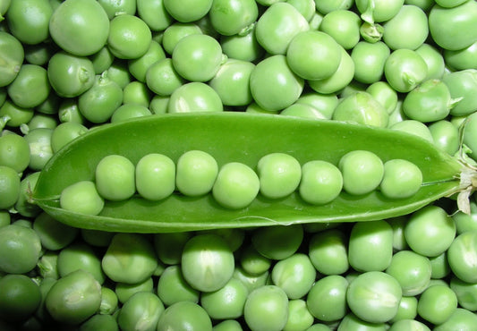 Pea 'Onward'