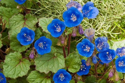 Desert Bluebells