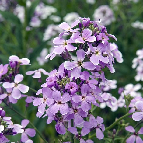 Hesperis matronalis