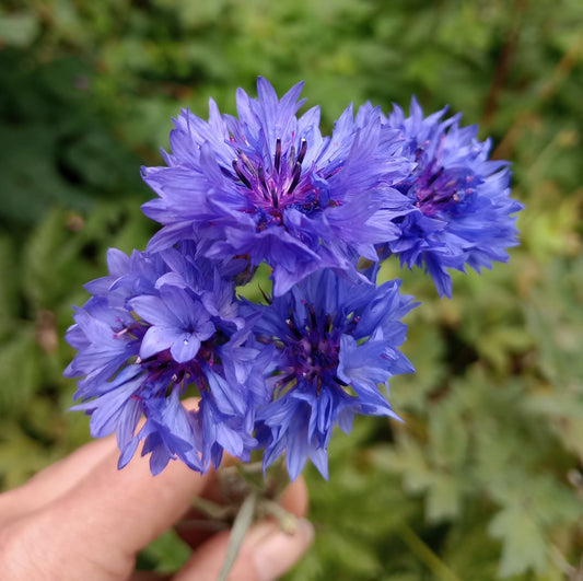 Cornflower Blue Ball