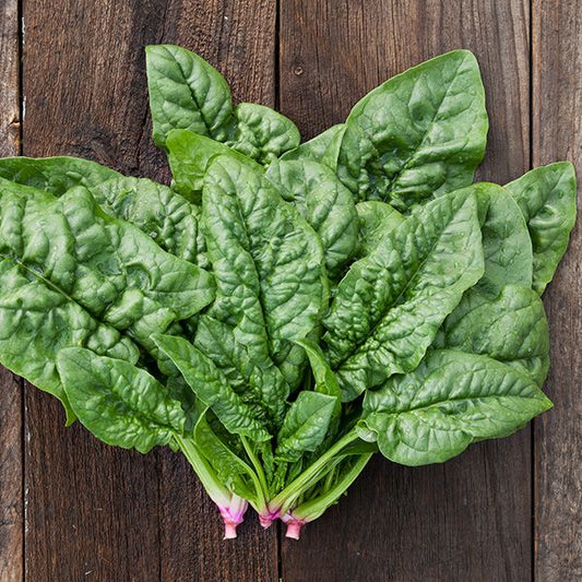 Spinach 'Winter giant'