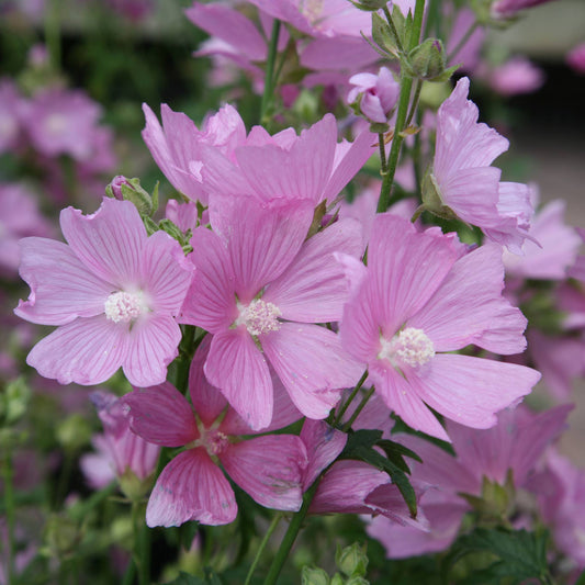 Musk Mallow