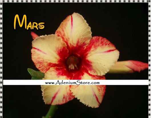 Adenium Obesum Mars