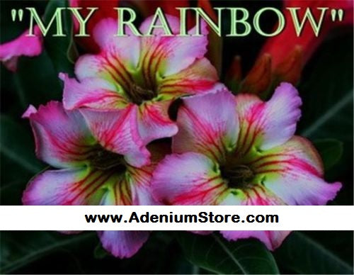 Adenium Obesum My Rainbow